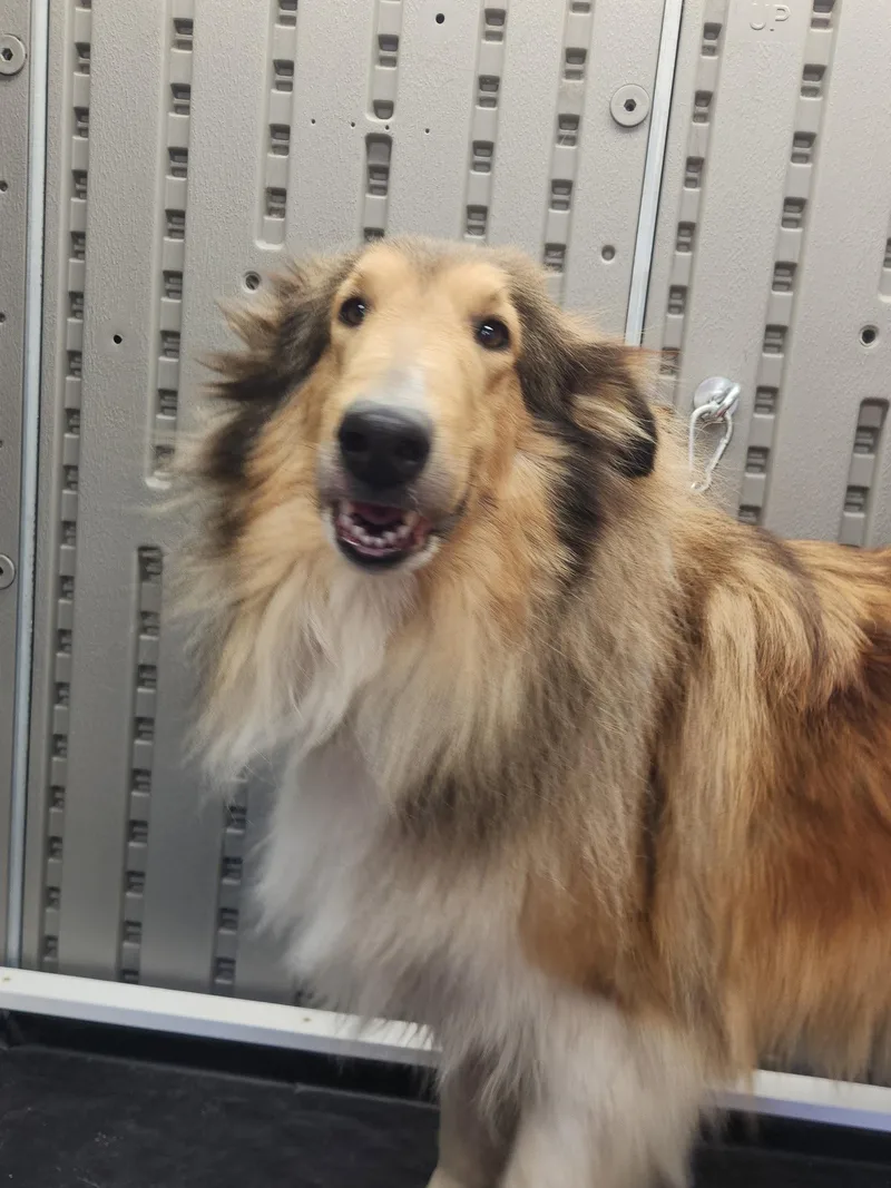An adult large-sized female Collie dog named Catina for adoption in Chantilly, VA