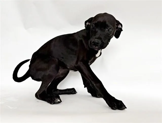 A baby small-sized male Terrier dog named Maestro for adoption in Saint Louis, MO