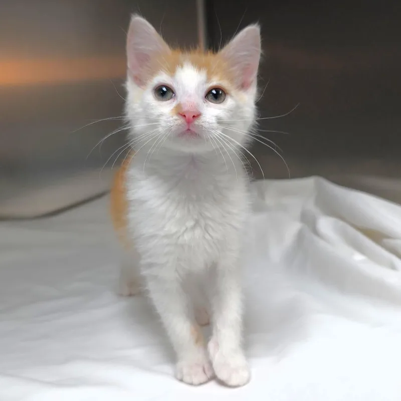 A baby small-sized male Orange / Red Domestic Short Hair cat named Dreamsicle for adoption in Michigan City, IN