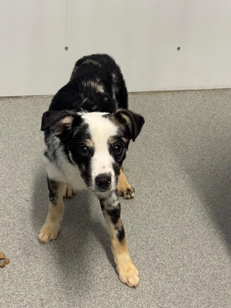 A baby medium-sized male Cattle Dog dog named Doctor Dan for adoption in Bloomington, IN