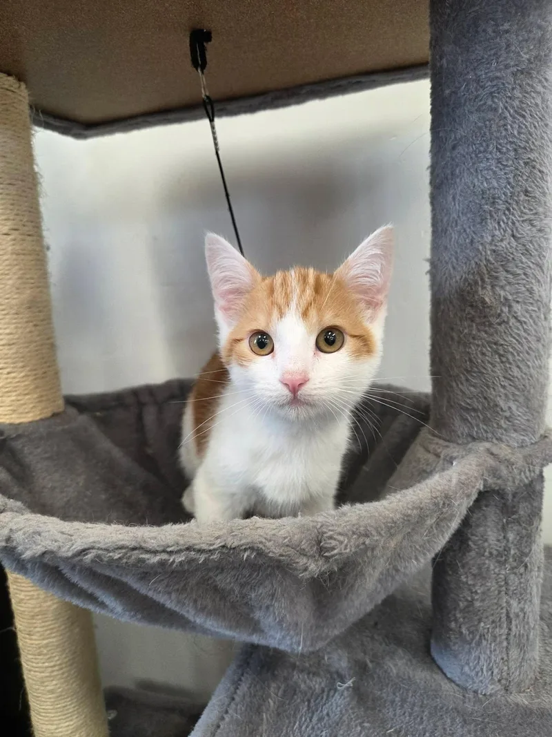 Weasley