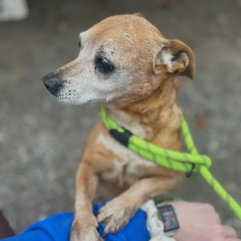 A senior small-sized male Red / Chestnut / Orange Miniature Pinscher dog named Nugget for adoption in Mount Vernon, IN