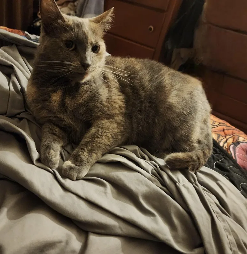 An adult medium-sized female Brown / Chocolate Domestic Short Hair cat named River for adoption in Crossville, TN