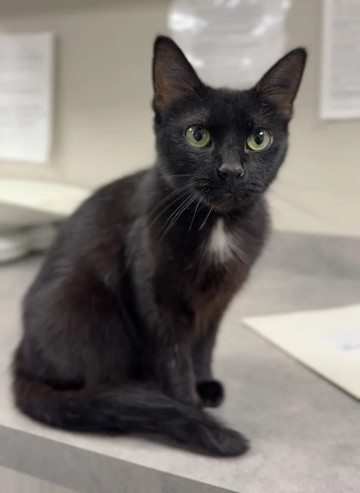 An adult medium-sized female Black Domestic Short Hair cat named Meow for adoption in Bemidji, MN