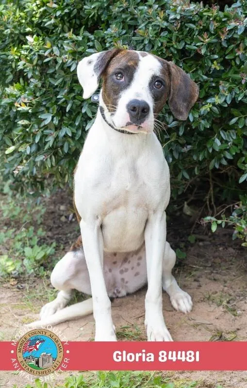 An adult medium-sized female Brown / Chocolate Mixed Breed dog named Gloria for adoption in Mobile, AL
