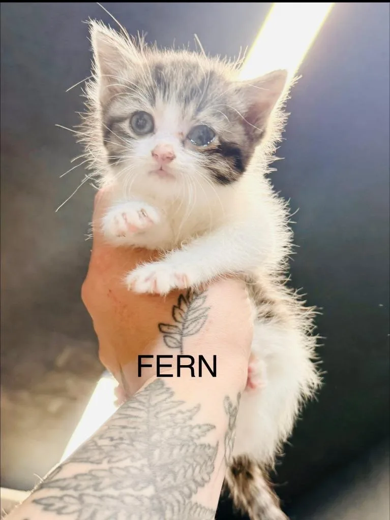 Fern