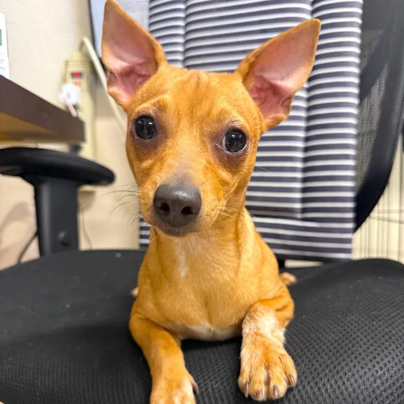 A young small-sized female Golden Chihuahua dog named Bunny for adoption in Joshua Tree, CA