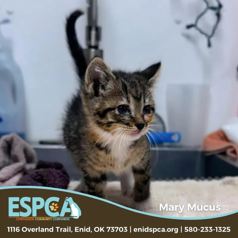 A baby small-sized female Calico Domestic Short Hair cat named Mary Mucus for adoption in Enid, OK