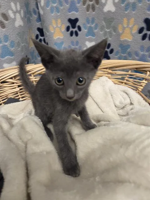 A baby small-sized male Domestic Short Hair cat named Henry for adoption in Rosenberg, TX