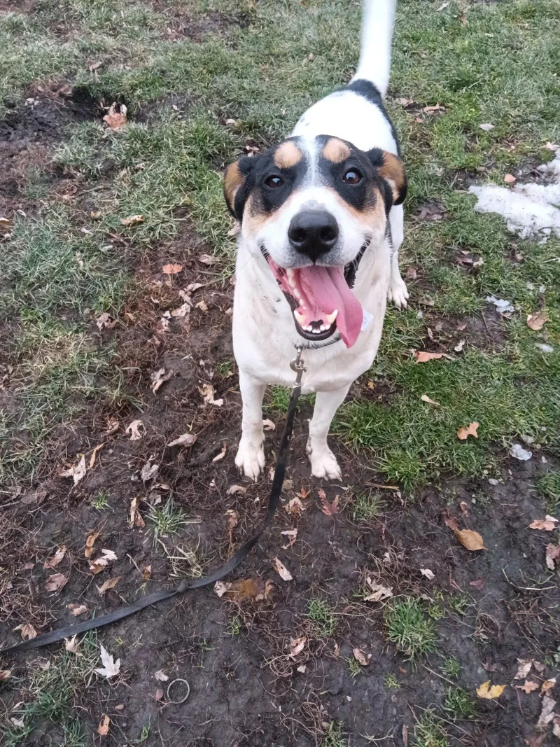 A young large-sized male Hound dog named Rocky for adoption in Rolling Meadows, IL