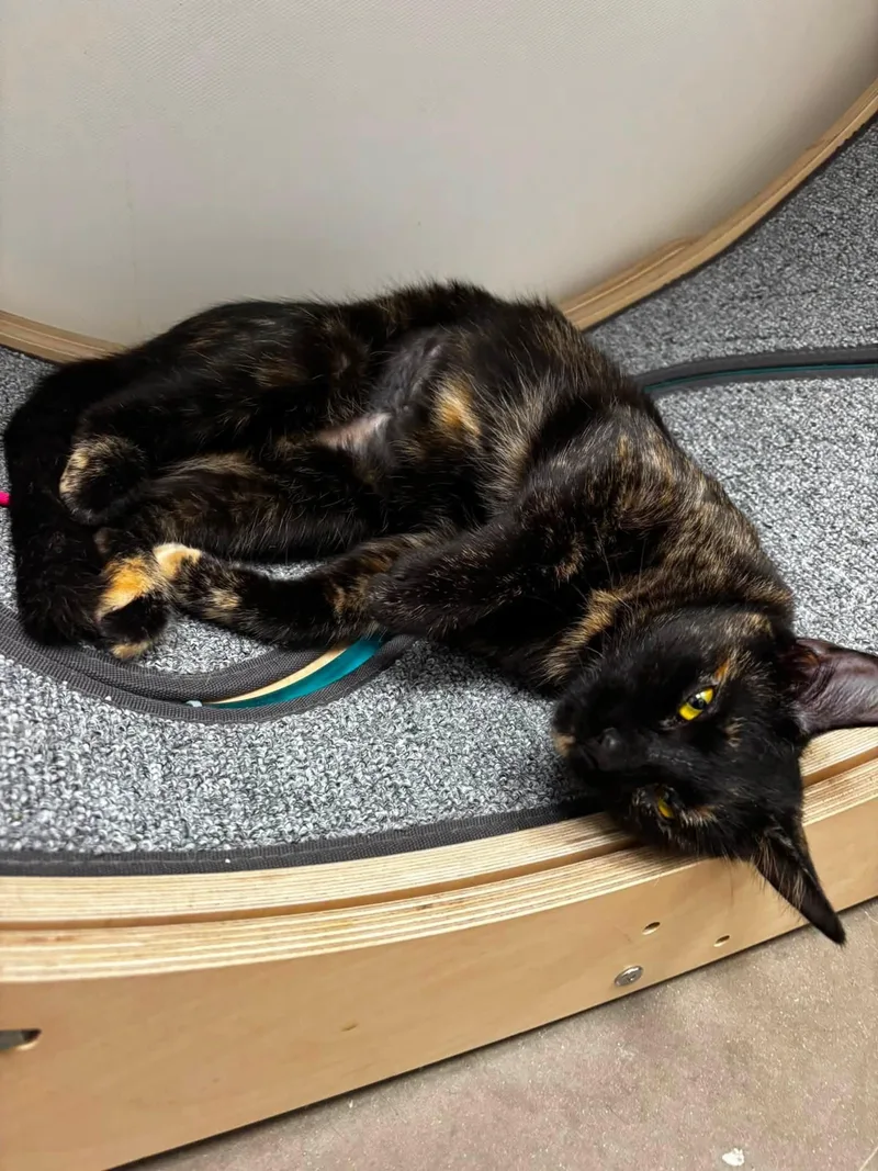 A young medium-sized female Tortoiseshell cat named Meadow for adoption in Staten Island, NY