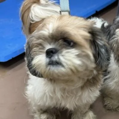 A senior small-sized male Brown / Chocolate Shih Tzu dog named Sina for adoption in Northbrook, IL