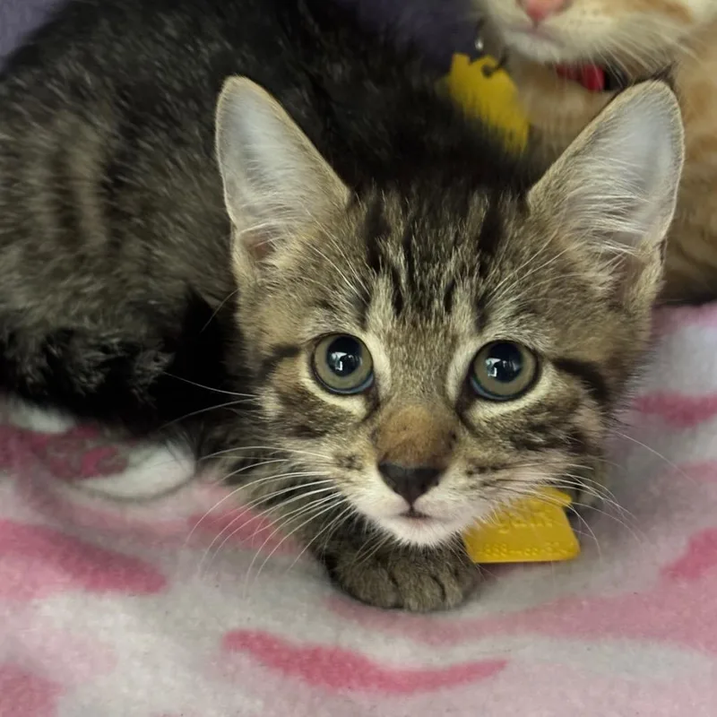 A baby small-sized female Domestic Short Hair cat named Tatiana for adoption in Springfield, MA