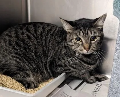 A baby small-sized female Domestic Short Hair cat named Cocoa for adoption in Daytona Beach, FL