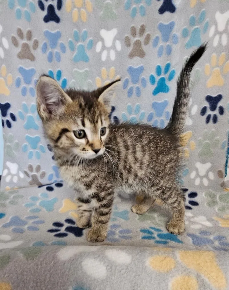 A baby small-sized male Domestic Short Hair cat named Slater for adoption in Wabash, IN