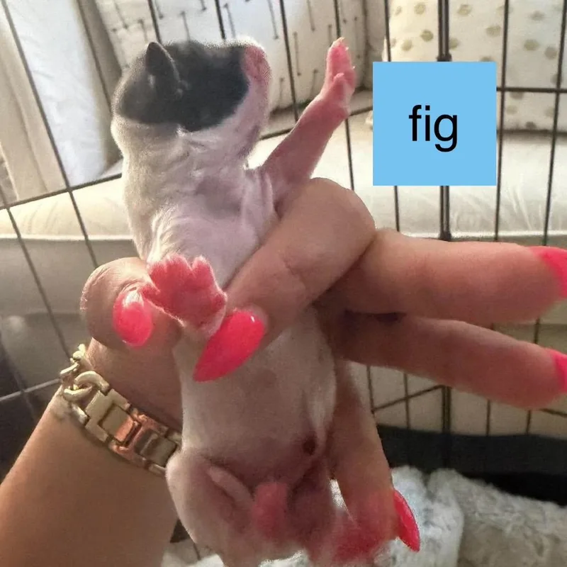Fig