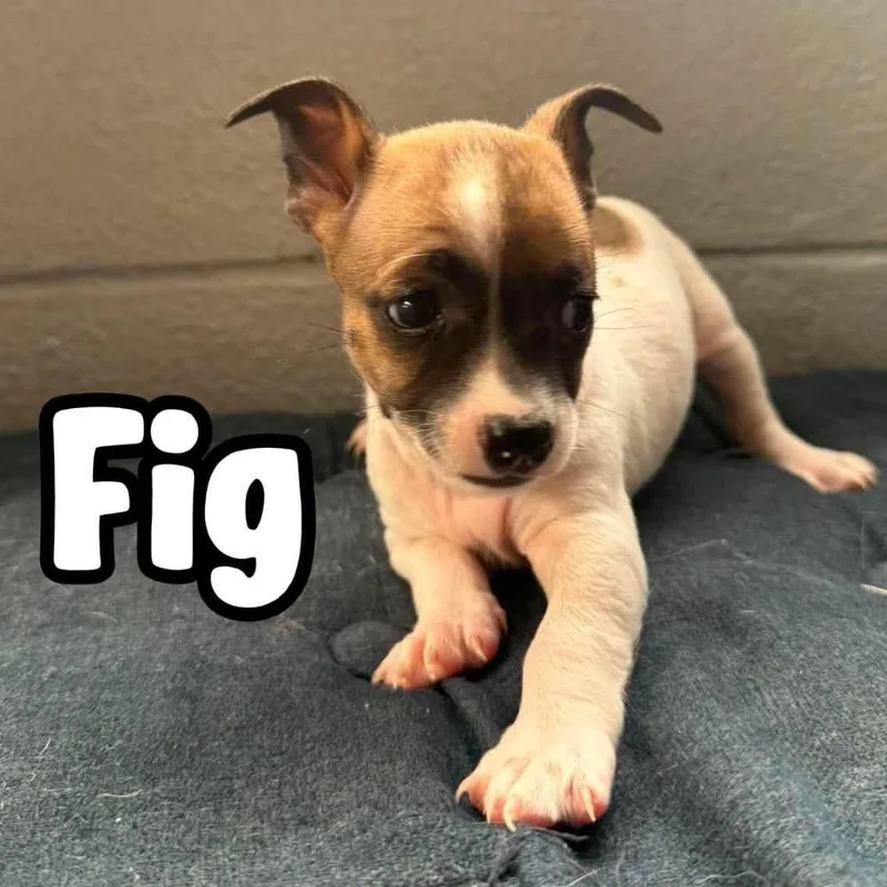 Fig thumbnail 2