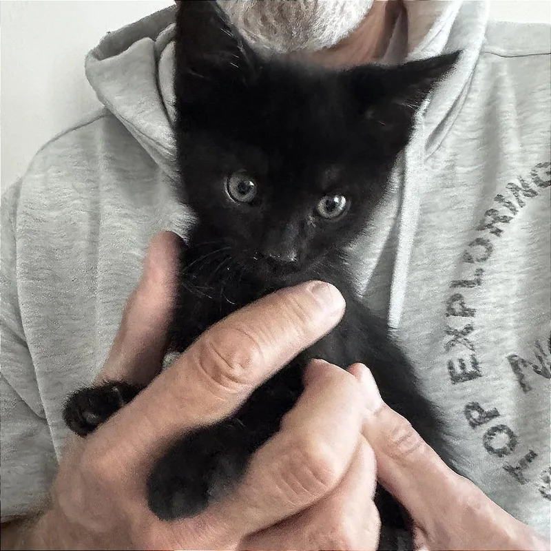 A baby small-sized female Black Domestic Short Hair cat named A Boss Lady for adoption in Pleasant Hill, CA