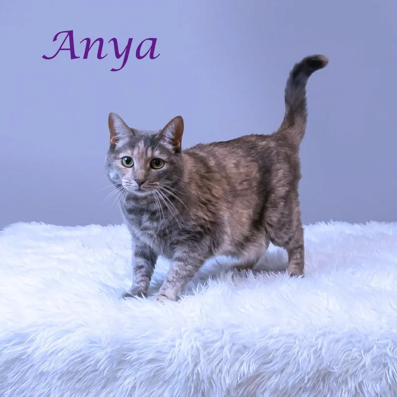 An adult large-sized female Torbie Domestic Short Hair cat named Anya C for adoption in Lebanon, TN