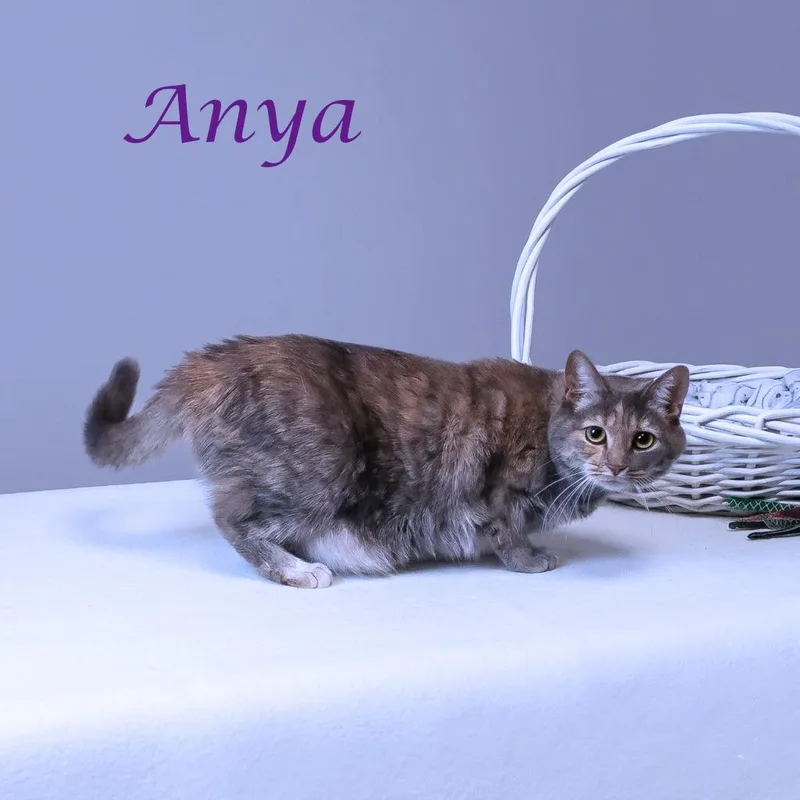 Anya C thumbnail 2