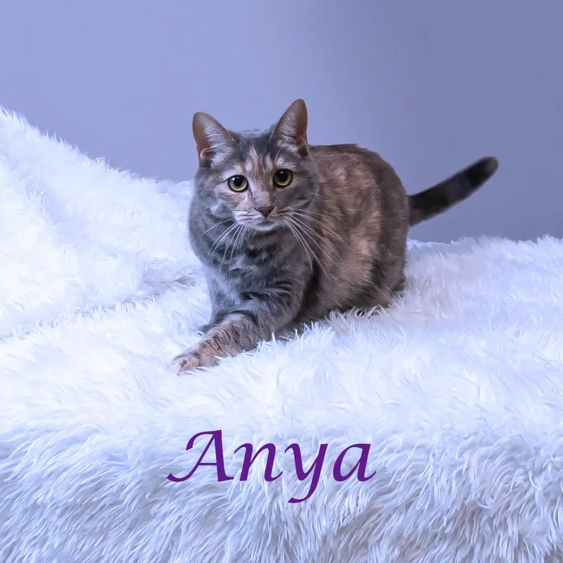 Anya C thumbnail 3