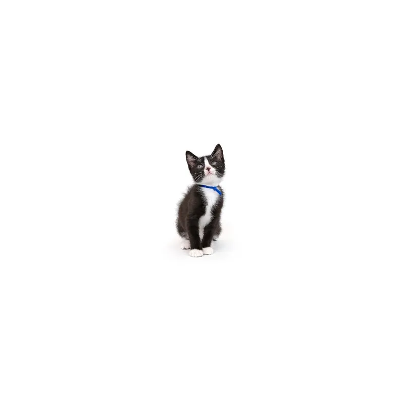 A baby small-sized male Black Domestic Short Hair cat named Nile for adoption in Playa Vista, CA