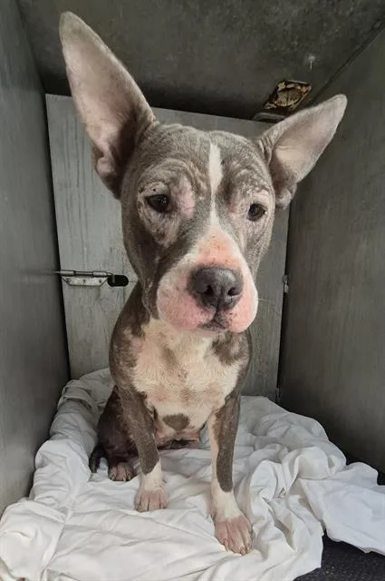 An adult medium-sized female Terrier dog named Montana for adoption in San Antonio, TX