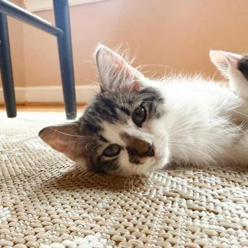 A baby small-sized male Domestic Short Hair cat named GermX for adoption in Chesapeake, VA
