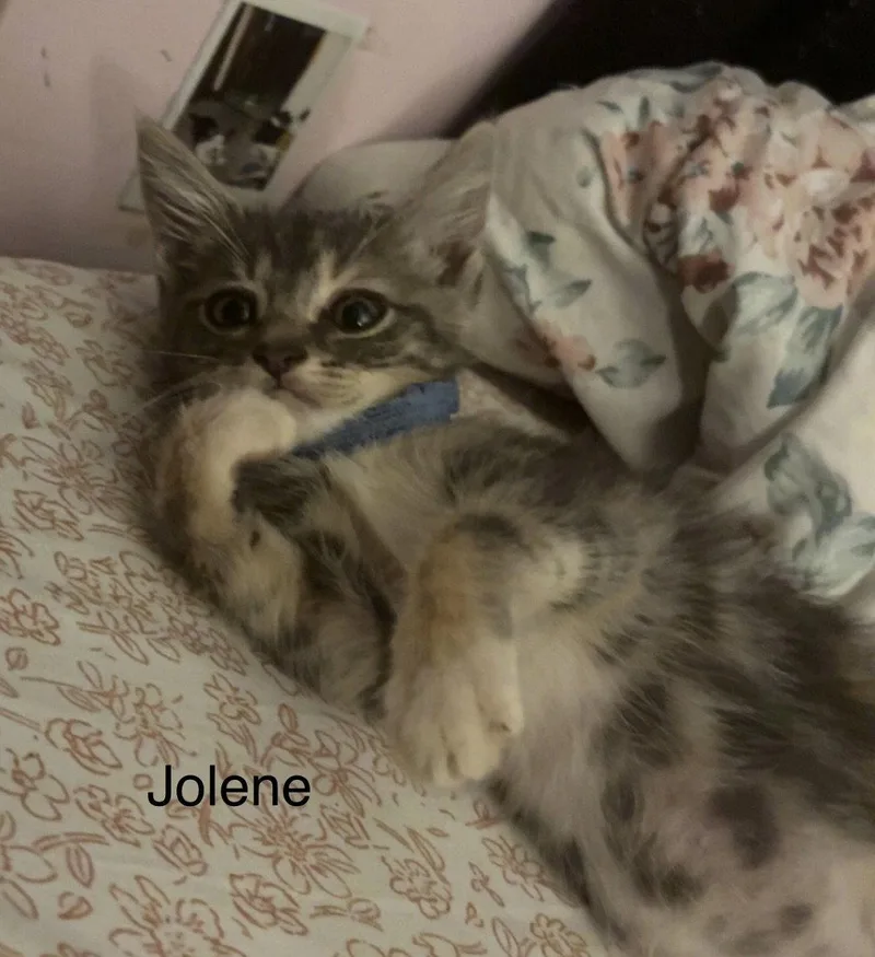 A baby medium-sized female Domestic Medium Hair cat named Jolene for adoption in White Bluff, TN