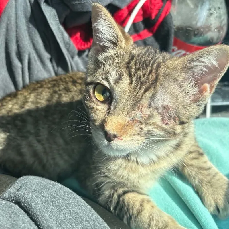 A baby small-sized female Brown / Chocolate Domestic Short Hair cat named River for adoption in Gordonsville, TN