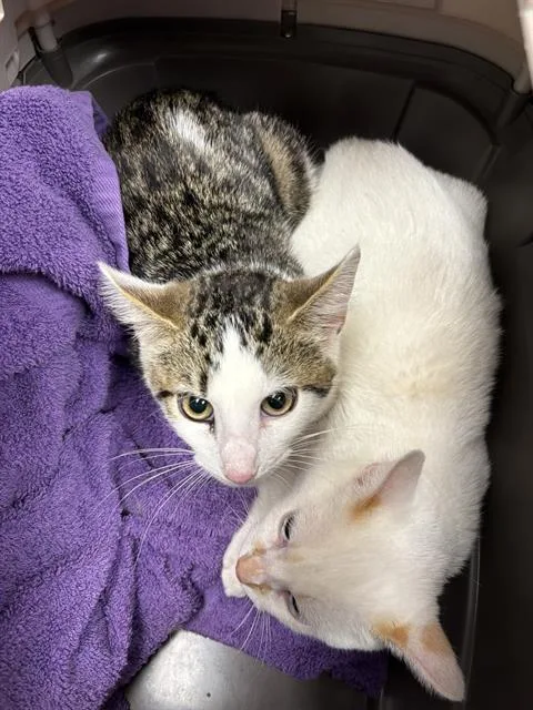A baby small-sized male Domestic Short Hair cat named Chupa Chups for adoption in Indianapolis, IN