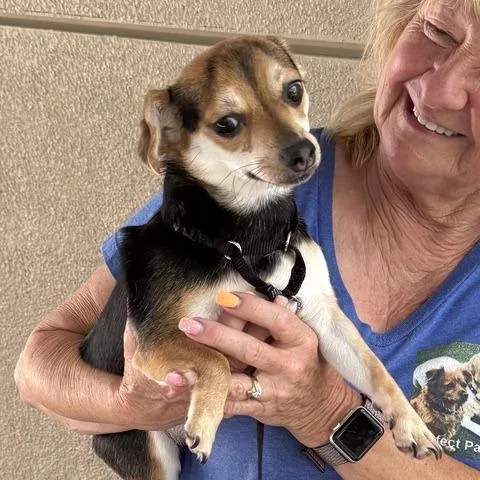 A young small-sized female Black Chihuahua dog named Happie for adoption in Pacifica, CA