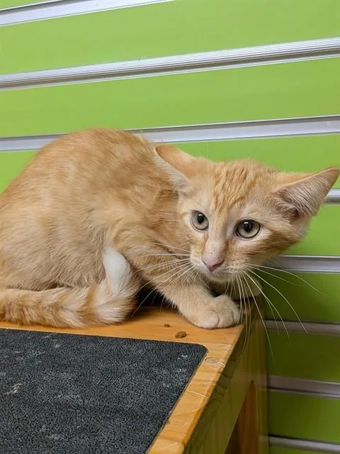 A baby small-sized male Domestic Short Hair cat named Neymar for adoption in Saint Peters, MO