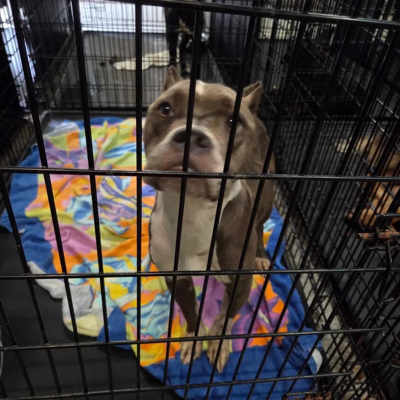 A young medium-sized female Gray / Blue / Silver Mixed Breed dog named Pudding for adoption in Columbus, GA