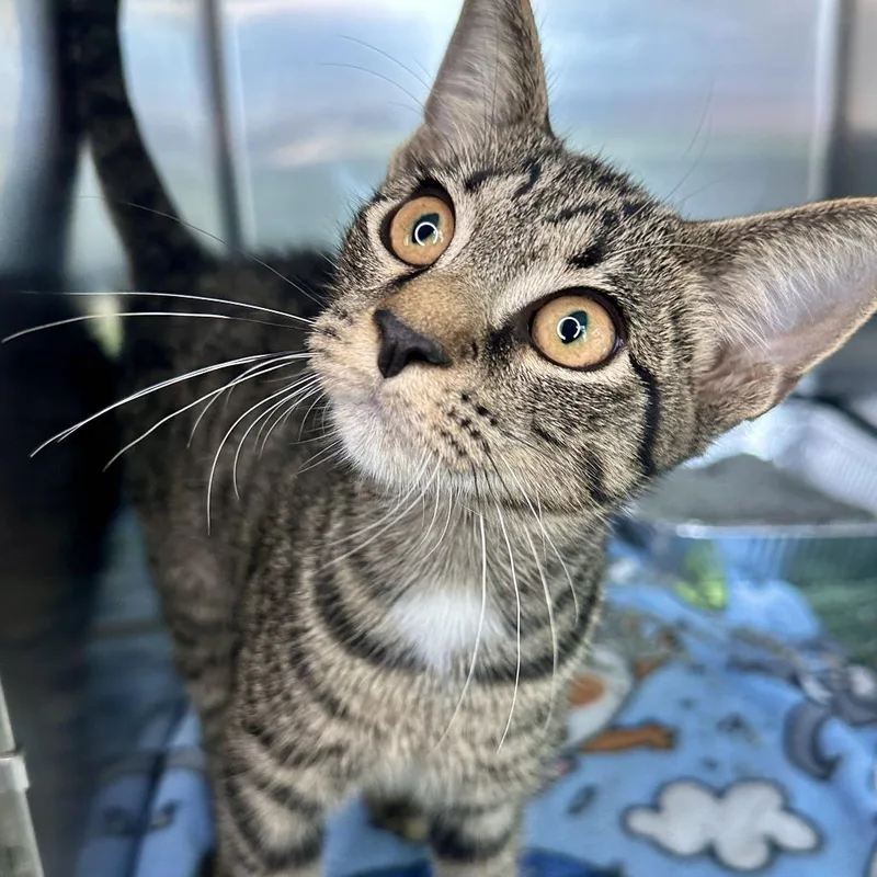 A baby small-sized male Brown / Chocolate Domestic Short Hair cat named Grace for adoption in Matteson, IL