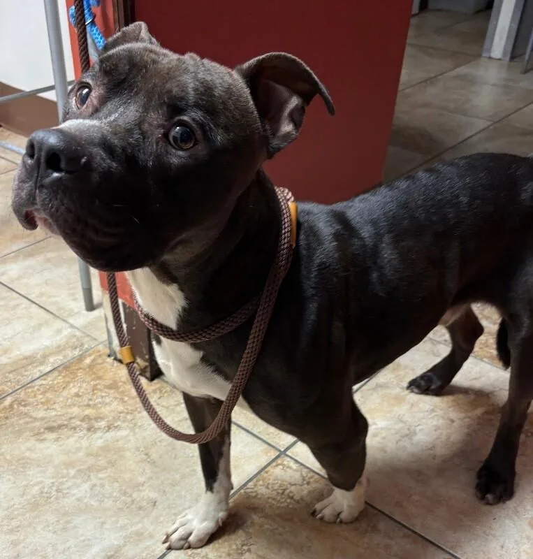 An adult medium-sized male Brown / Chocolate Mixed Breed dog named Suds for adoption in Cincinnati, OH