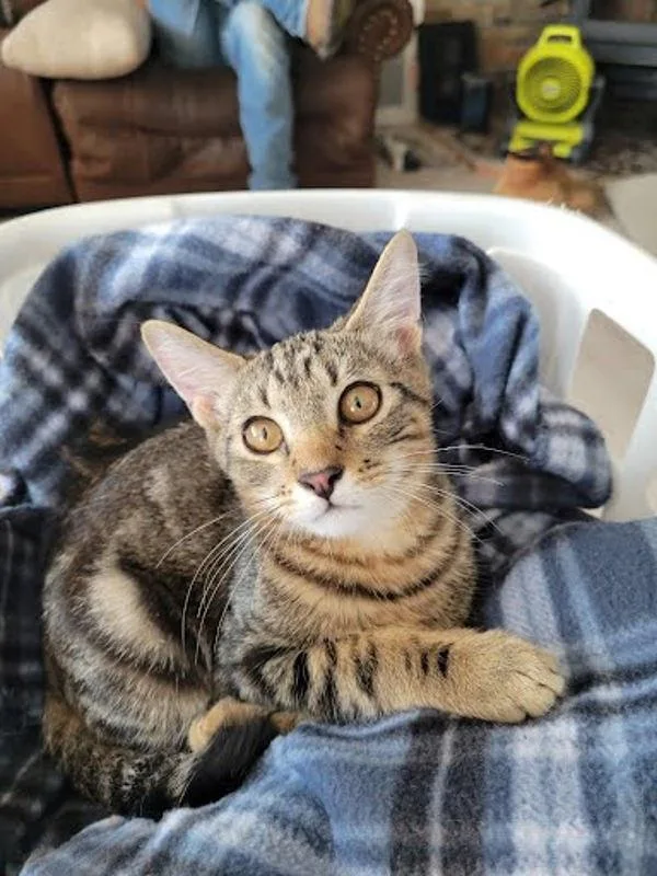 A baby small-sized male Domestic Short Hair cat named Tiger for adoption in Bonsall, CA