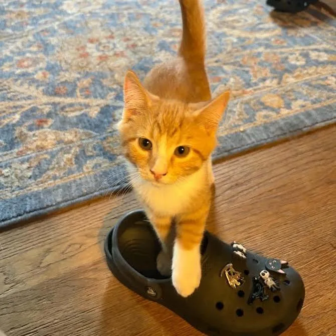 Jack thumbnail 2