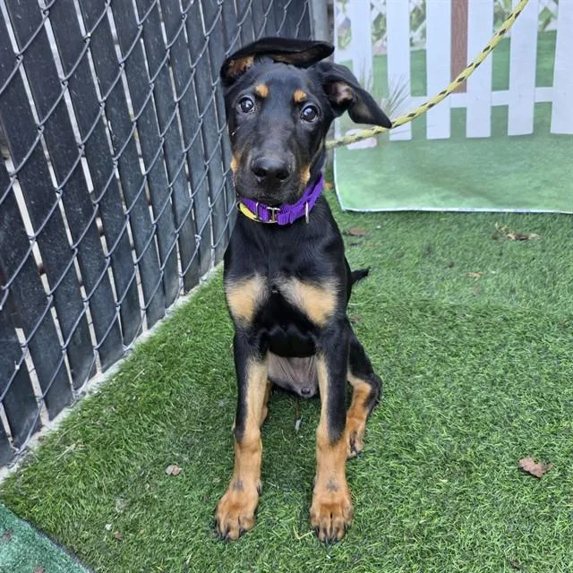 A baby small-sized female German Shepherd Dog dog named Maisy for adoption in Long Beach, CA