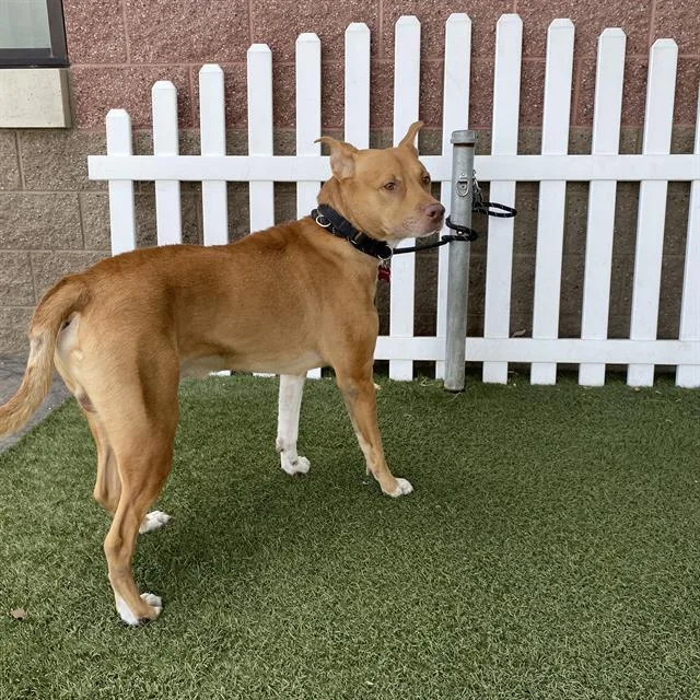 An adult large-sized male Pit Bull Terrier dog named Mister for adoption in Modesto, CA