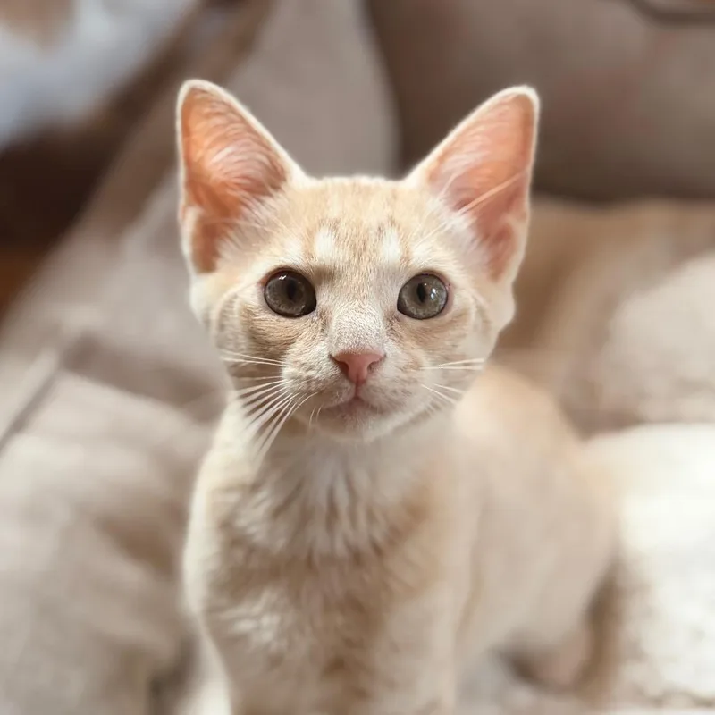 A baby small-sized male Buff / Tan / Fawn Domestic Short Hair cat named Ben for adoption in Aldie, VA