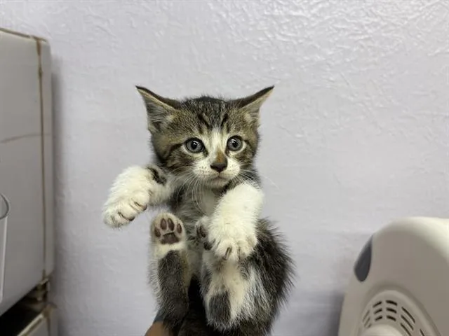 A baby small-sized male Domestic Short Hair cat named Sage for adoption in Fairfield, CA