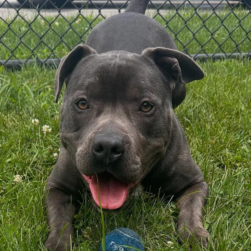 Hansel Tag thumbnail 2