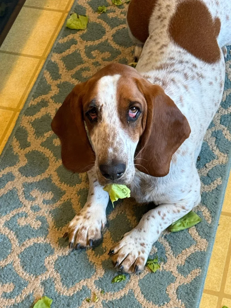 A young medium-sized female White / Cream Basset Hound dog named Peanut for adoption in Silver Spring, MD