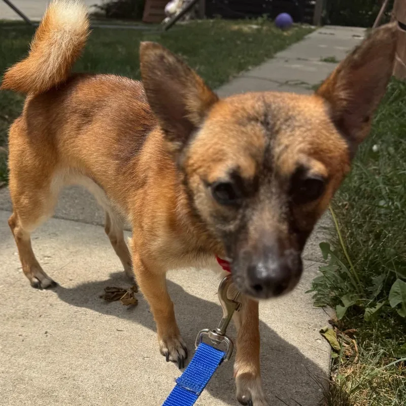 A young small-sized male Yellow / Tan / Blond / Fawn Chihuahua dog named Riddle $ for adoption in Milwaukee, WI