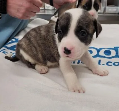 A baby small-sized male Mixed Breed dog named All That I Got for adoption in Westland, MI