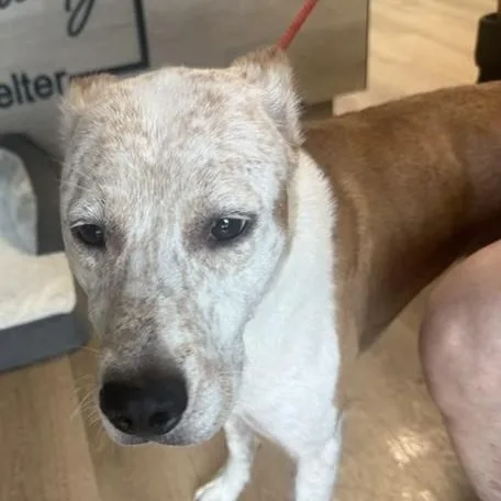 An adult medium-sized male Cattle Dog dog named Cujo for adoption in Triadelphia, WV