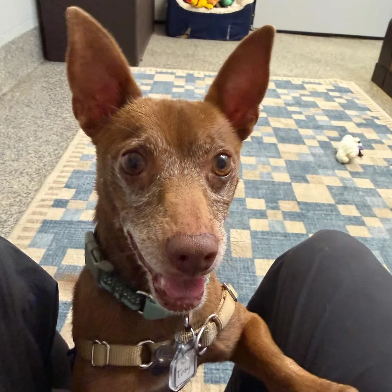 An adult small-sized male Feist dog named Toby for adoption in Falls Church, VA