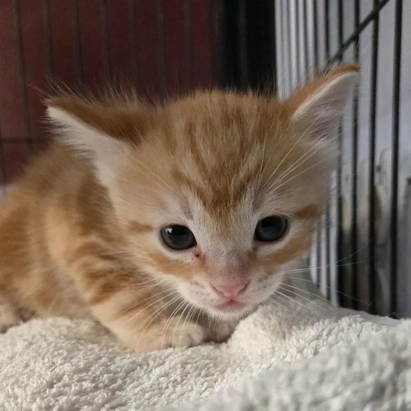 A baby small-sized male Orange / Red Domestic Short Hair cat named Sunny for adoption in Desert Hot Springs, CA