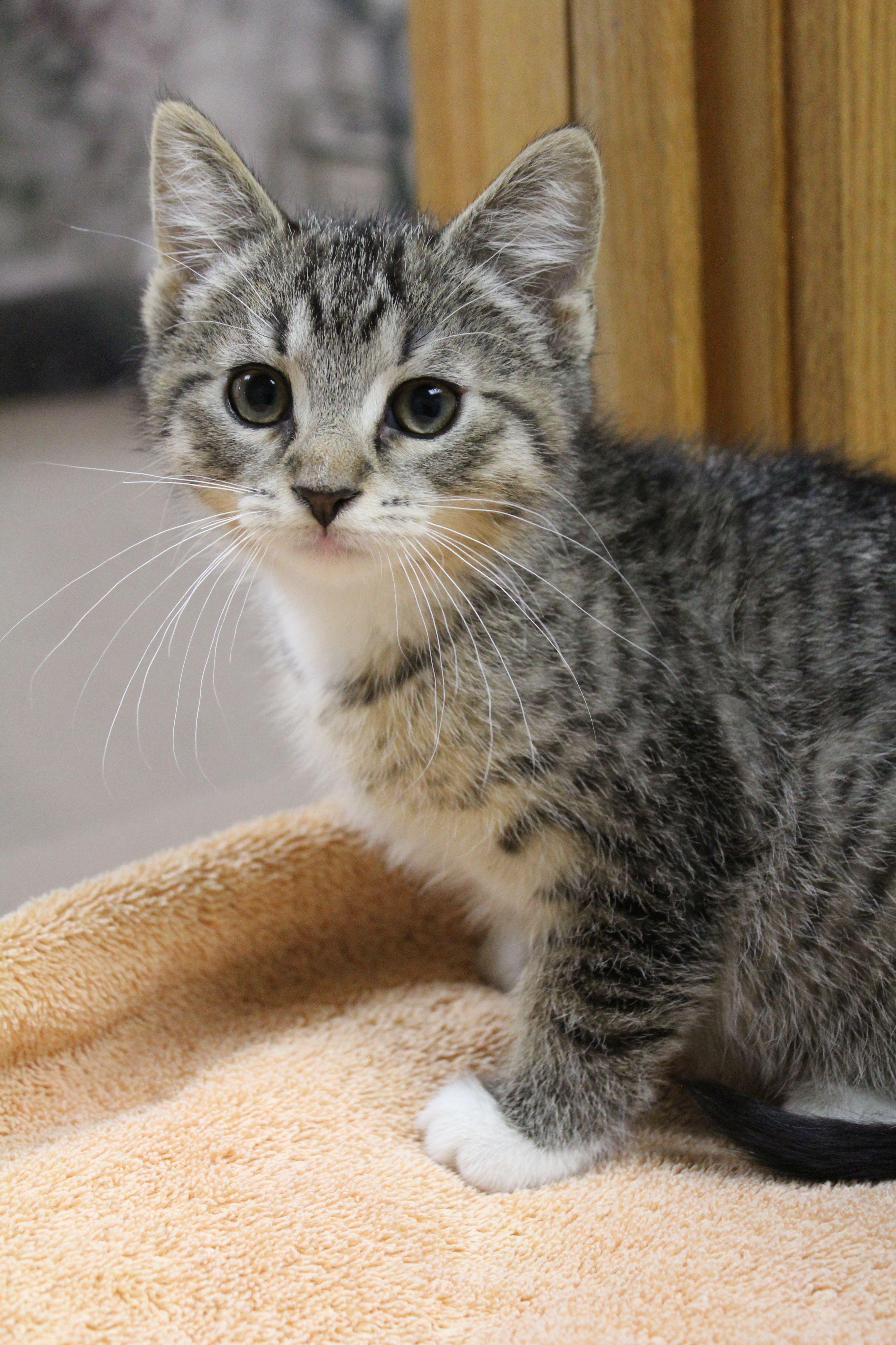 A baby medium-sized male Domestic Short Hair cat named Picasso for adoption in Portage, WI